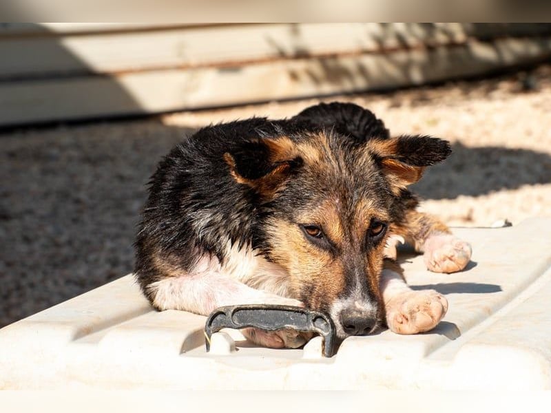 Wundervolle Rixa möchte endlich ankommen (77866 Rheinau)