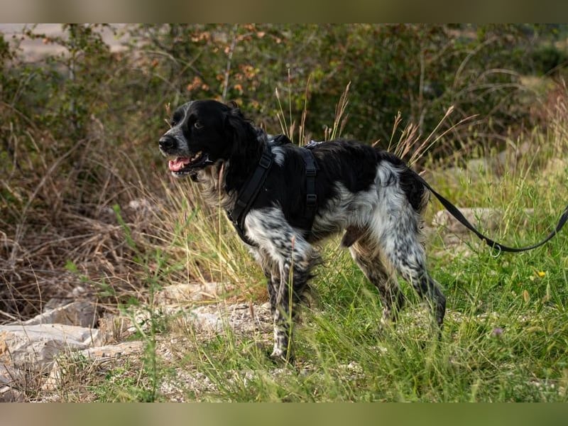 Flek wartet darauf, seine eigene Familie zu finden (47506 Neukirchen-Vluyn)