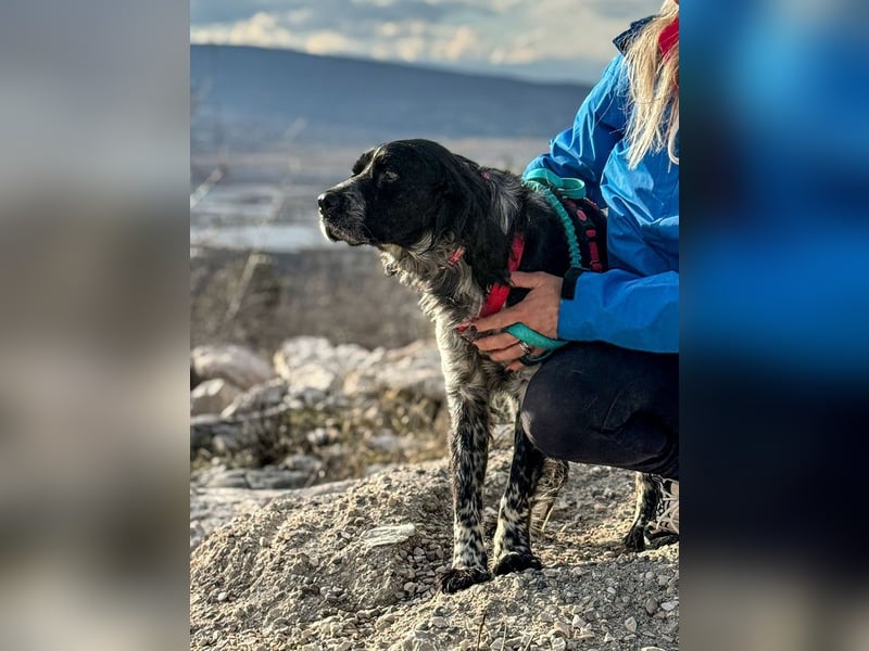 Flek wartet darauf, seine eigene Familie zu finden (47506 Neukirchen-Vluyn)