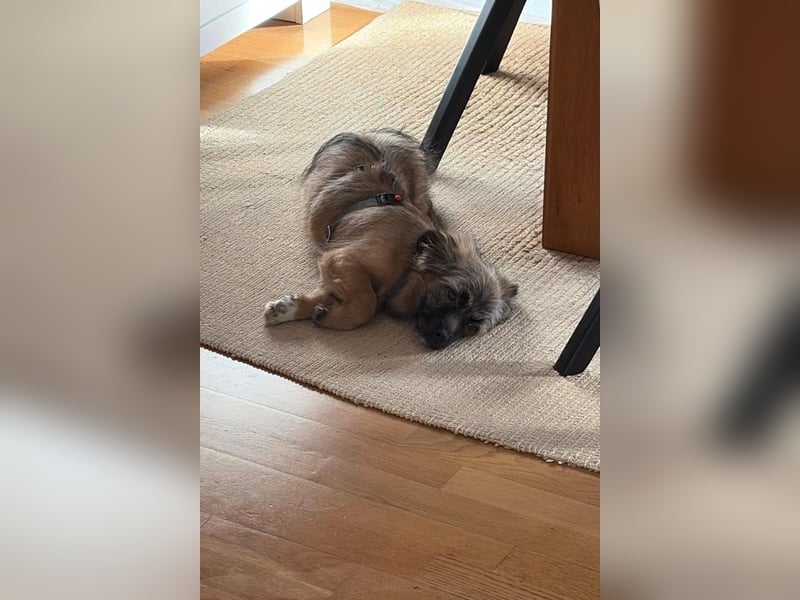 Caddie - Glück auf 4 Pfoten (66125 Saarbrücken)