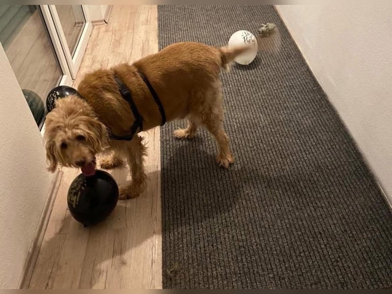 Notfall: Mio braucht dringend eine Pflegestelle oder ein neues Für-immer-Zuhause ‼️