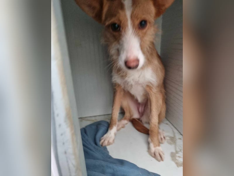 Freundliche Gabriela