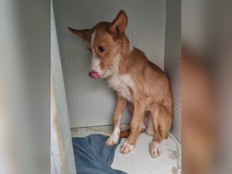 Freundliche Gabriela