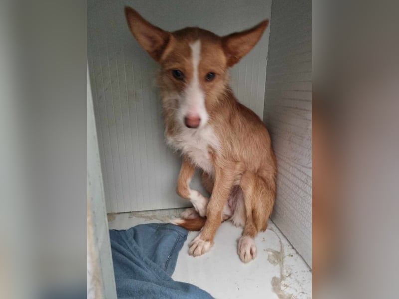 Freundliche Gabriela