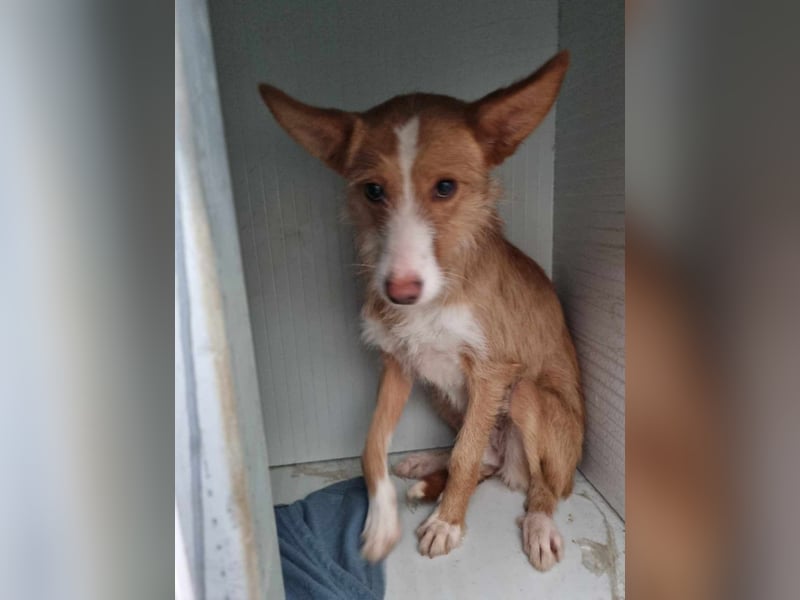 Freundliche Gabriela