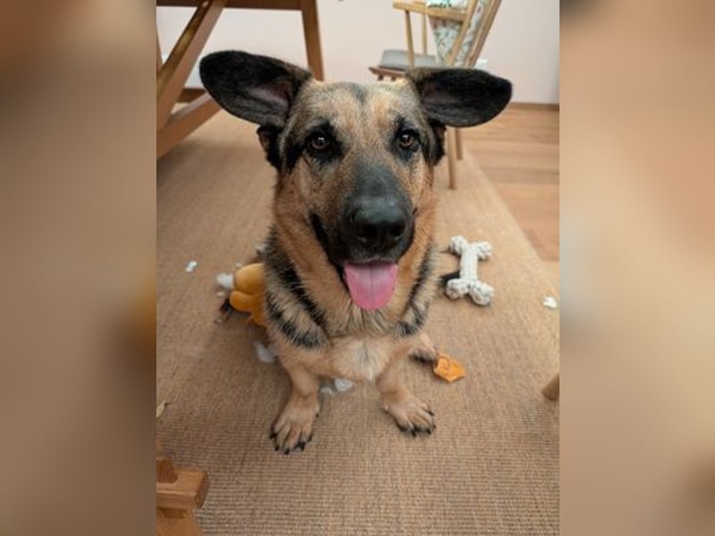Berny ist aufgeschlossen und verspielt