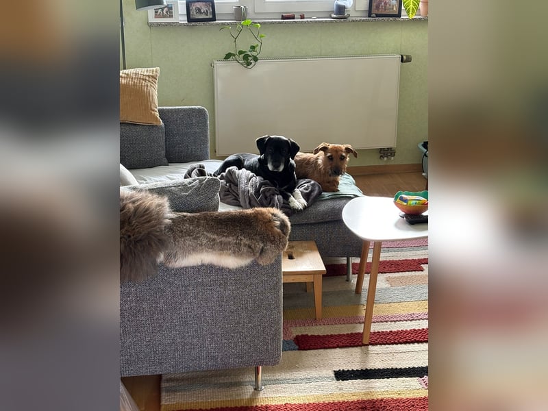 Pepper sucht ihr Zuhause!