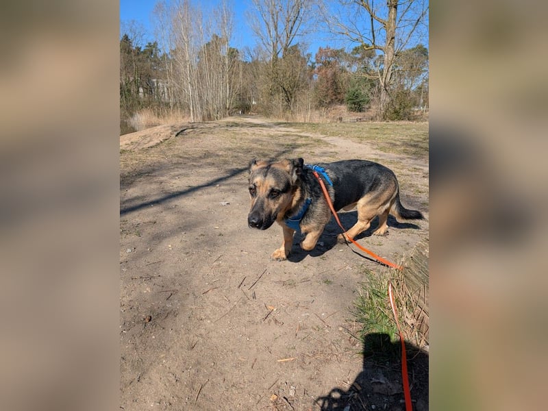 Berny ist aufgeschlossen und verspielt