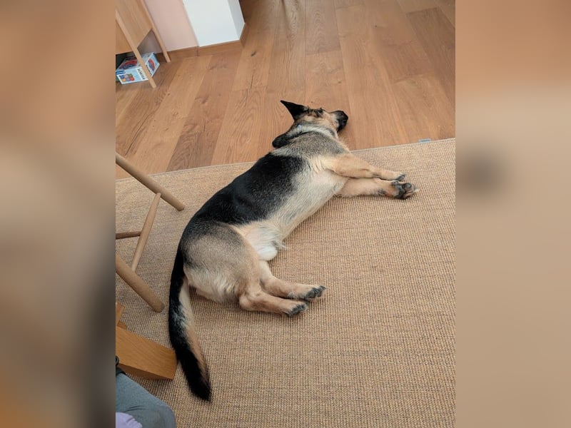 Berny ist aufgeschlossen und verspielt