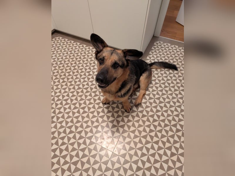 Berny ist aufgeschlossen und verspielt