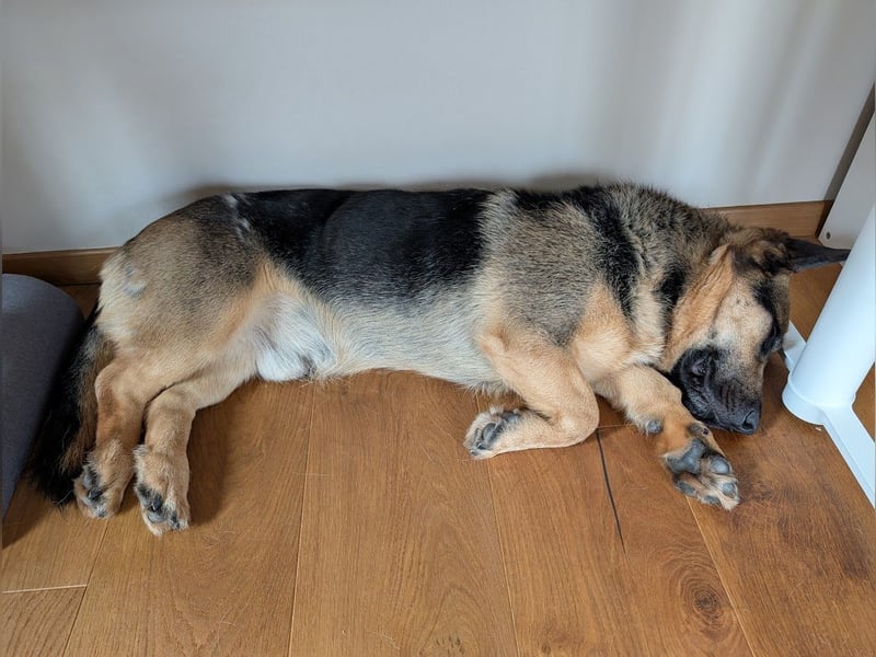 Berny ist aufgeschlossen und verspielt