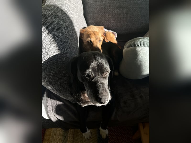 Pepper sucht ihr Zuhause!