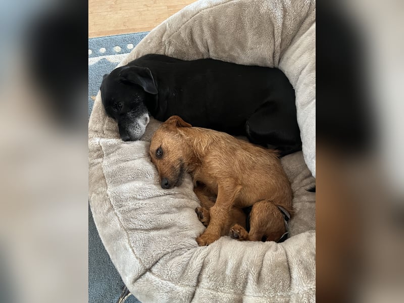 Pepper sucht ihr Zuhause!