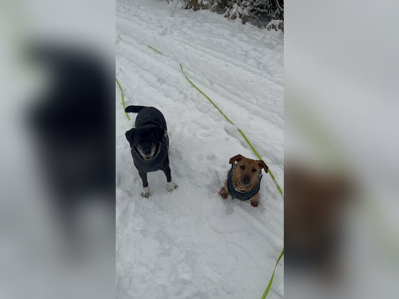 Pepper sucht ihr Zuhause!