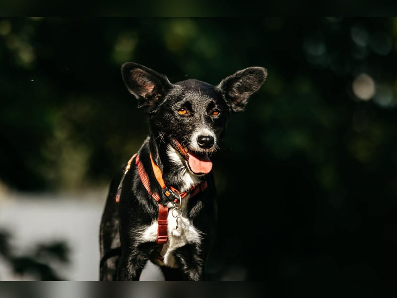 Ruhiges Zuhaue für Lucy gesucht