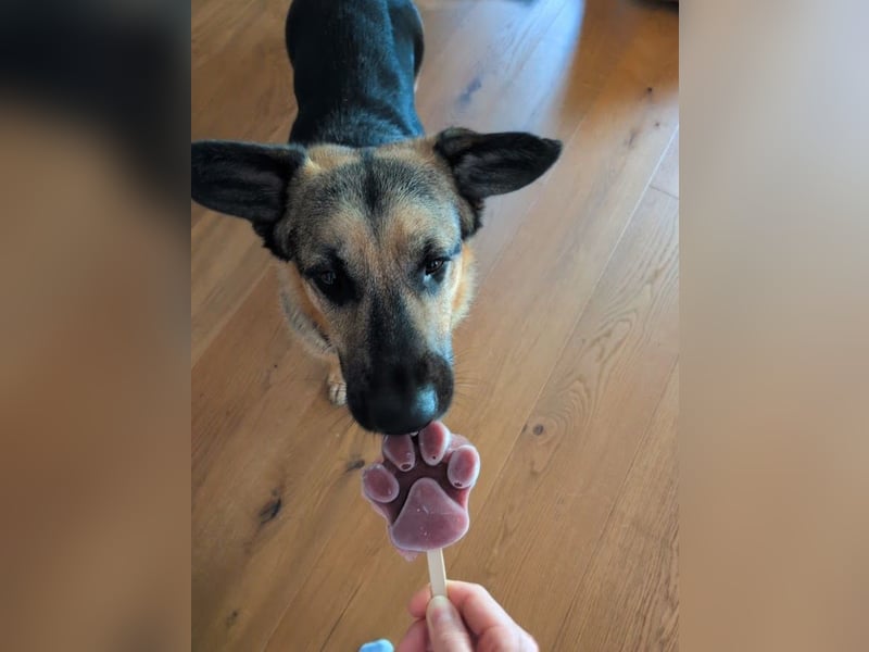 Berny ist aufgeschlossen und verspielt