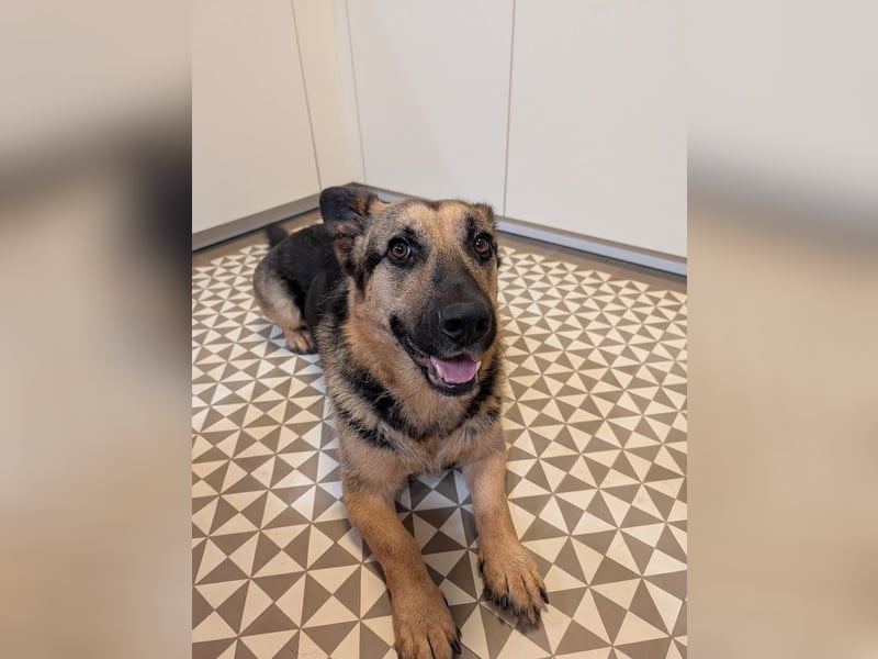 Berny ist aufgeschlossen und verspielt