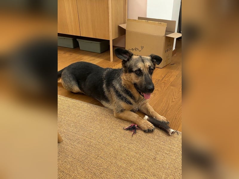 Berny ist aufgeschlossen und verspielt