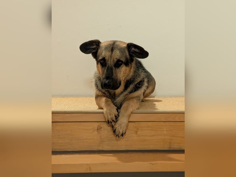 Berny ist aufgeschlossen und verspielt