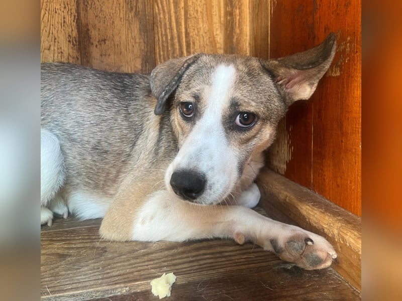 Judy, zarte Hündin sucht liebe Menschen, denen sie vertrauen kann