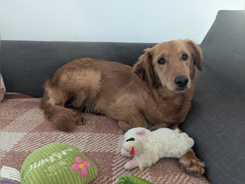 Brankica sucht ein erfahrenes Zuhause mit verspieltem Ersthund 