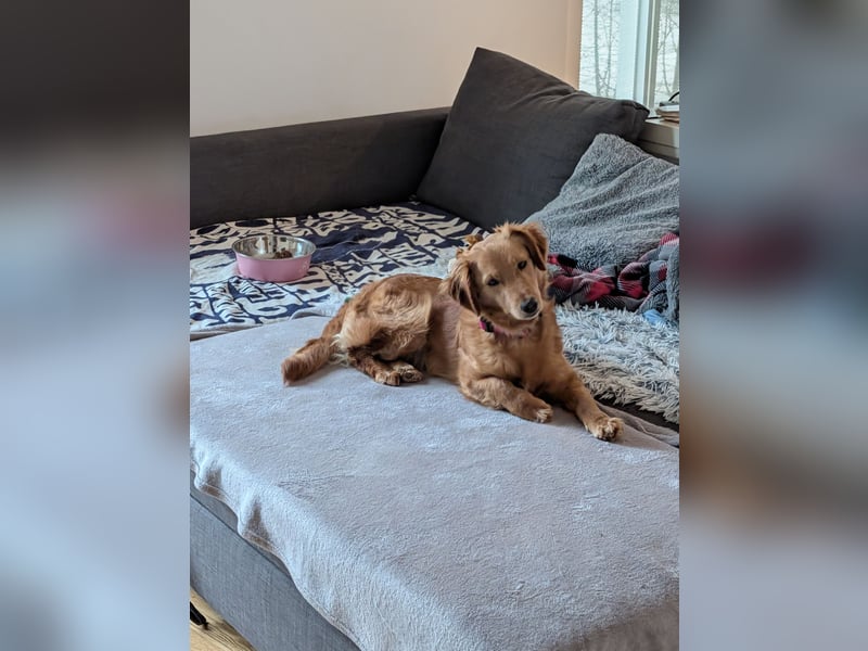 Brankica sucht ein erfahrenes Zuhause mit verspieltem Ersthund 