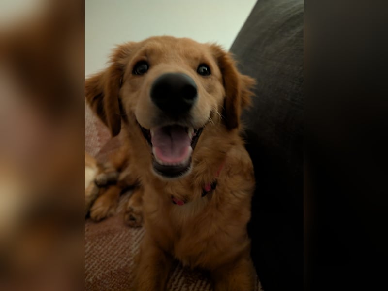 Brankica sucht ein erfahrenes Zuhause mit verspieltem Ersthund