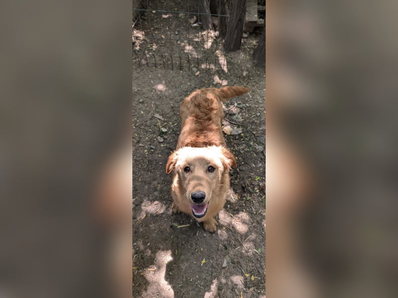 Brankica sucht ein erfahrenes Zuhause mit verspieltem Ersthund