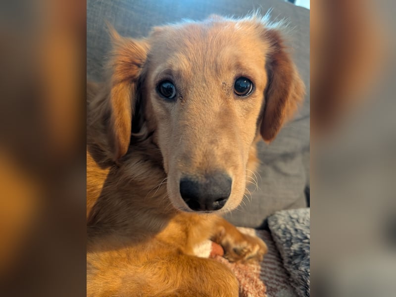 Brankica sucht ein erfahrenes Zuhause mit verspieltem Ersthund 