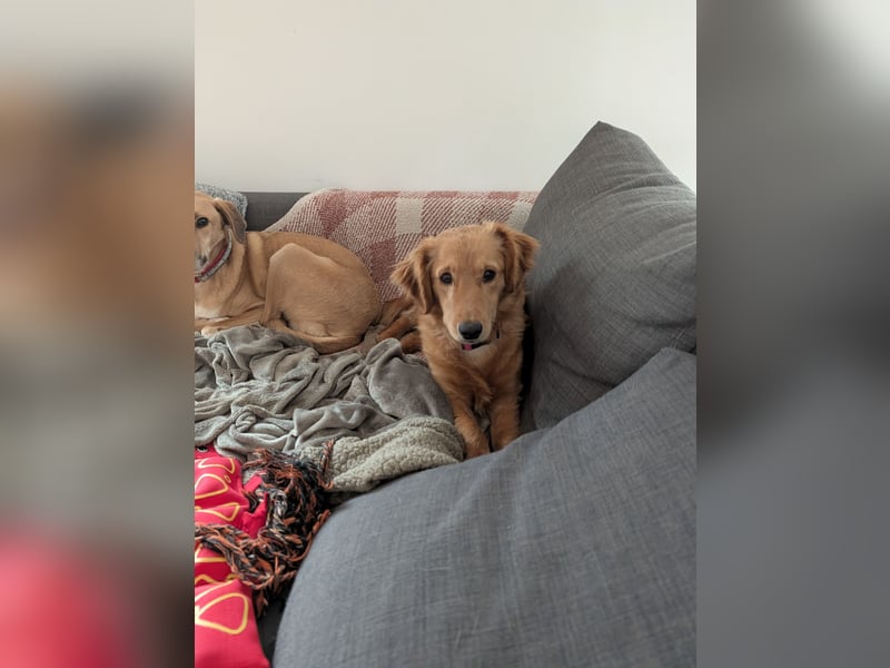 Brankica sucht ein erfahrenes Zuhause mit verspieltem Ersthund