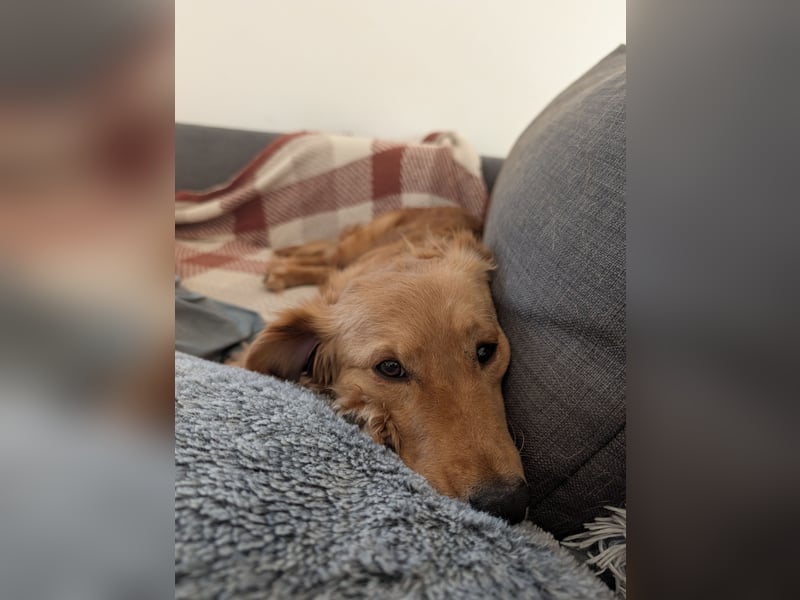 Brankica sucht ein erfahrenes Zuhause mit verspieltem Ersthund 