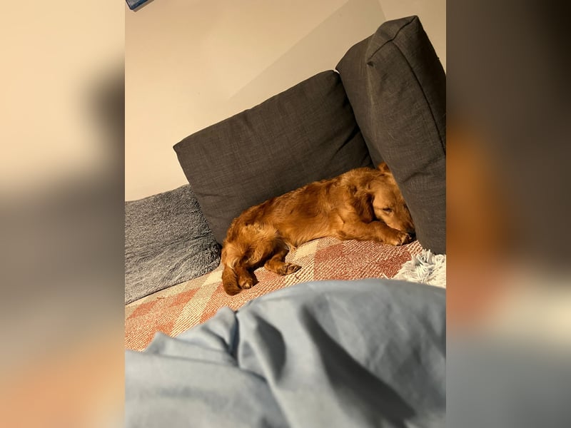 Brankica sucht ein erfahrenes Zuhause mit verspieltem Ersthund 