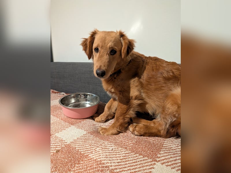 Brankica sucht ein erfahrenes Zuhause mit verspieltem Ersthund 