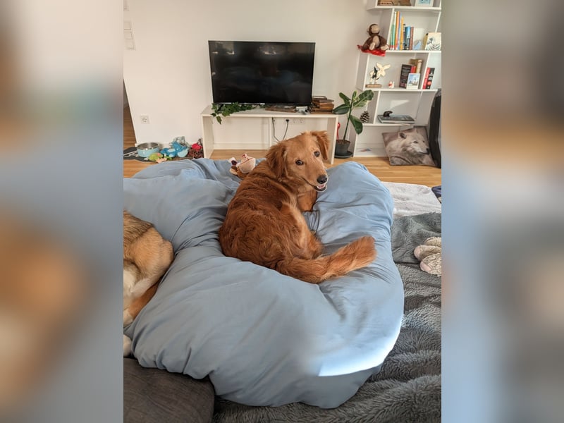 Brankica sucht ein erfahrenes Zuhause mit verspieltem Ersthund