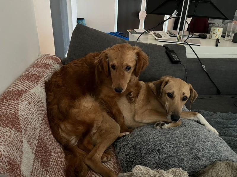 Brankica sucht ein erfahrenes Zuhause mit verspieltem Ersthund