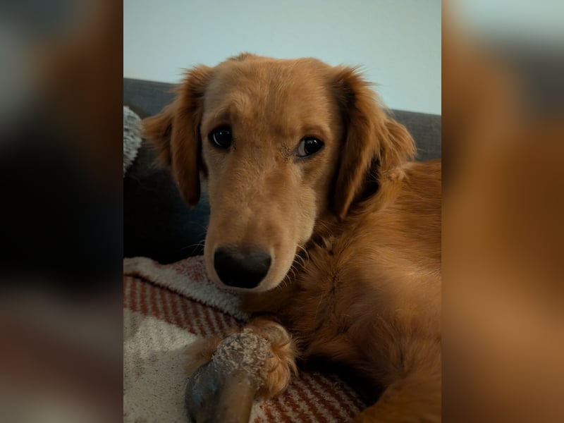 Brankica sucht ein erfahrenes Zuhause mit verspieltem Ersthund 