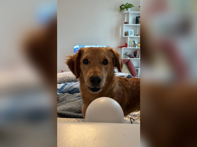 Brankica sucht ein erfahrenes Zuhause mit verspieltem Ersthund 