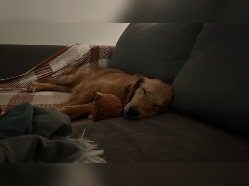 Brankica sucht ein erfahrenes Zuhause mit verspieltem Ersthund 