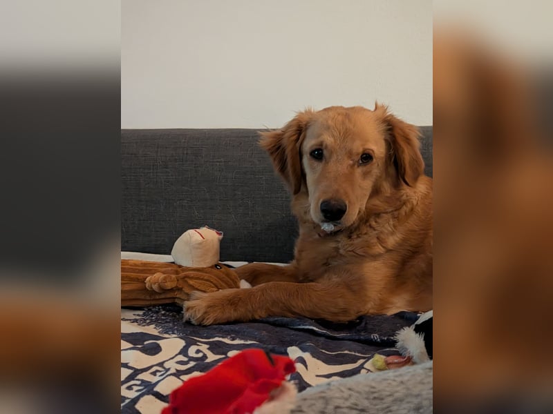 Brankica sucht ein erfahrenes Zuhause mit verspieltem Ersthund