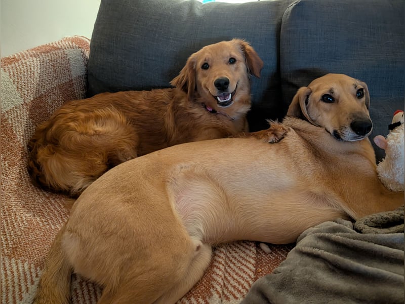 Brankica sucht ein erfahrenes Zuhause mit verspieltem Ersthund 