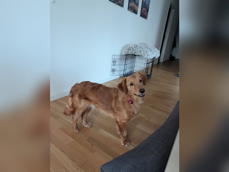 Brankica sucht ein erfahrenes Zuhause mit verspieltem Ersthund