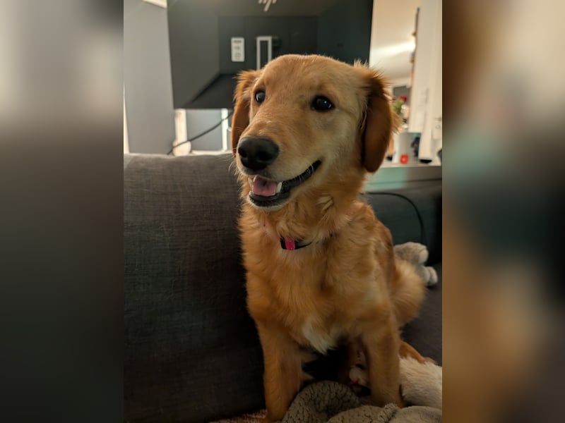 Brankica sucht ein erfahrenes Zuhause mit verspieltem Ersthund 