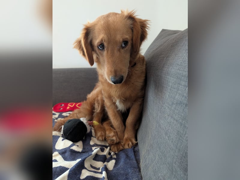 Brankica sucht ein erfahrenes Zuhause mit verspieltem Ersthund 