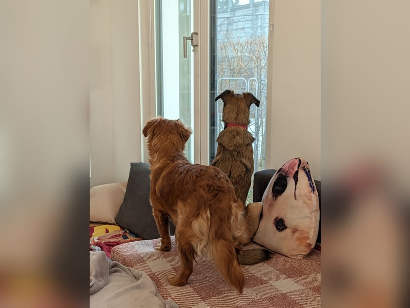 Brankica sucht ein erfahrenes Zuhause mit verspieltem Ersthund 