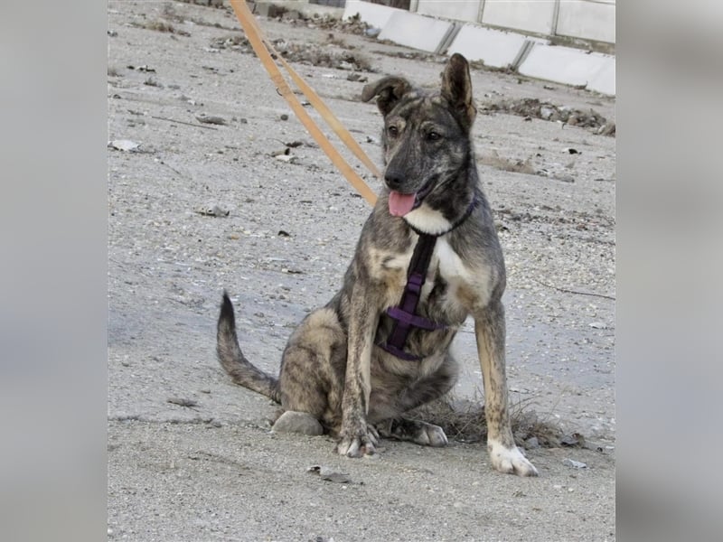 Tattoo, fast wie tätowiert !!