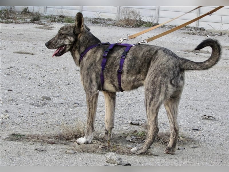 Tattoo, fast wie tätowiert !!