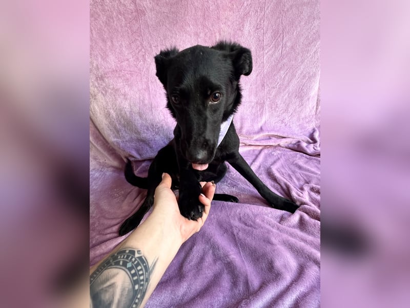 Lilith - Verschmuste junge Hündin sucht ihr Zuhause!