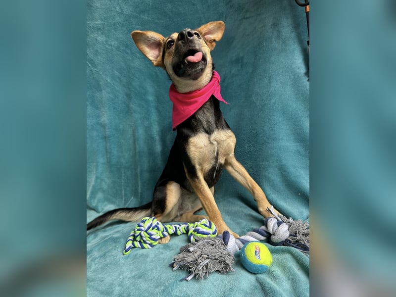 Borka - Fröhliche, aktive Hündin sucht Menschen für gemeinsame Abenteuer!