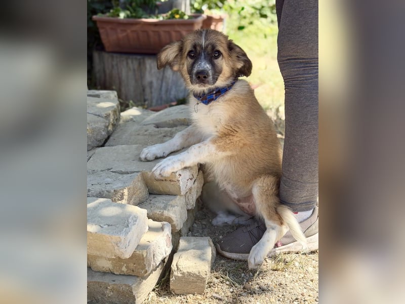 Tinka (Tavaszka) - Kleine Tinka sucht ihr großes Glück