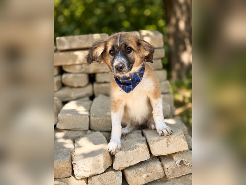 Tinka (Tavaszka) - Kleine Tinka sucht ihr großes Glück